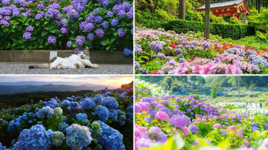 Du lịch Nhật Bản vào mùa hoa cẩm tú cầu mang đến nhiều trải nghiệm tuyệt vời và thú vị dành cho bạn