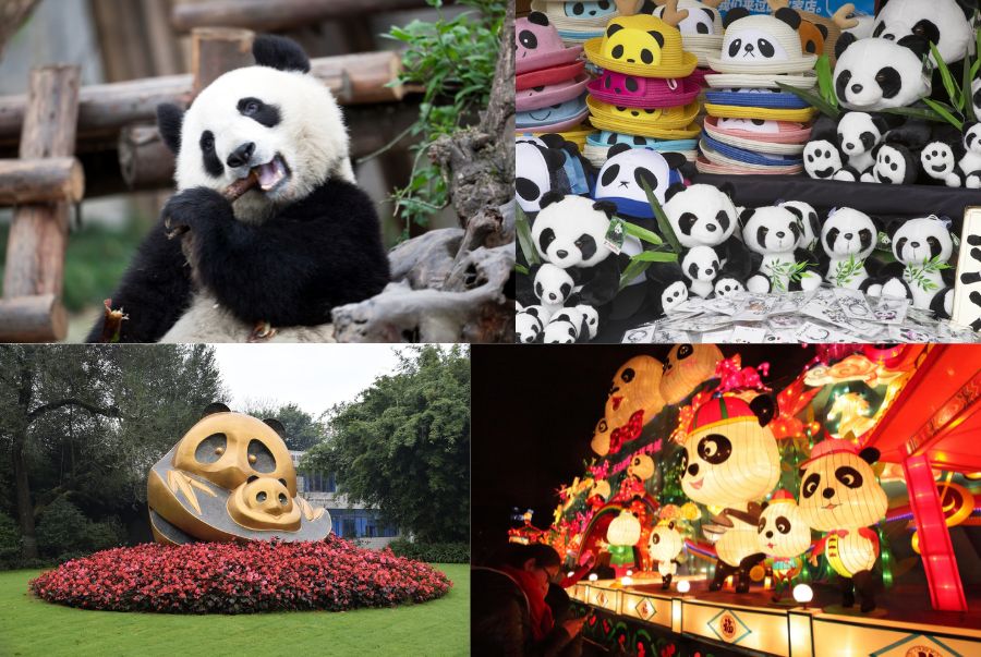 Thành Đô là nơi bảo tồn và nghiên cứu gấu trúc lớn nhất Trung Quốc