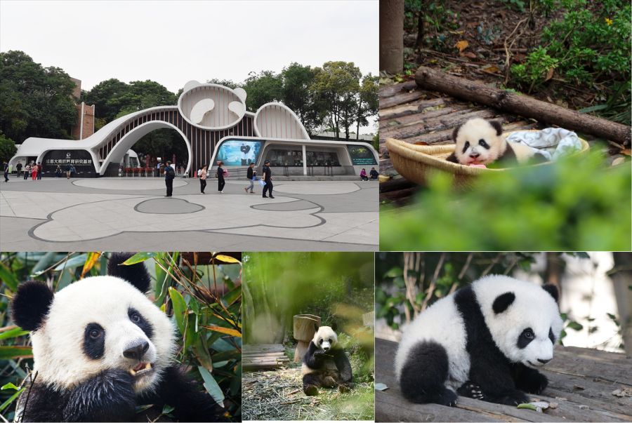 Cơ sở nghiên cứu và nhân giống Gấu Trúc Khổng Lồ Thành Đô 