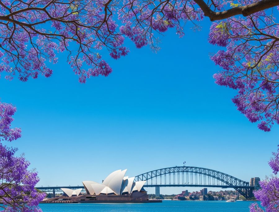 Sydney mùa xuân trở nên tuyệt đẹp với hình ảnh của hoa phượng tím cùng Nhà Hát con sò và cầu cảng Sydney