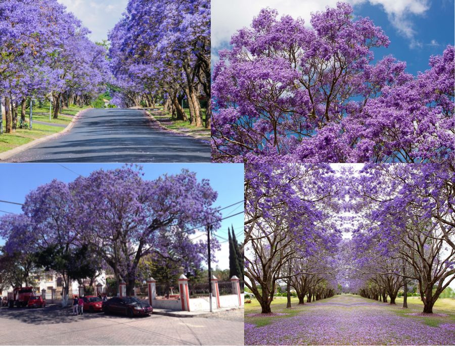 Những hàng Jacaranda nợ rộ tạo nên một tấm thảm tím khổng lồ trải dài