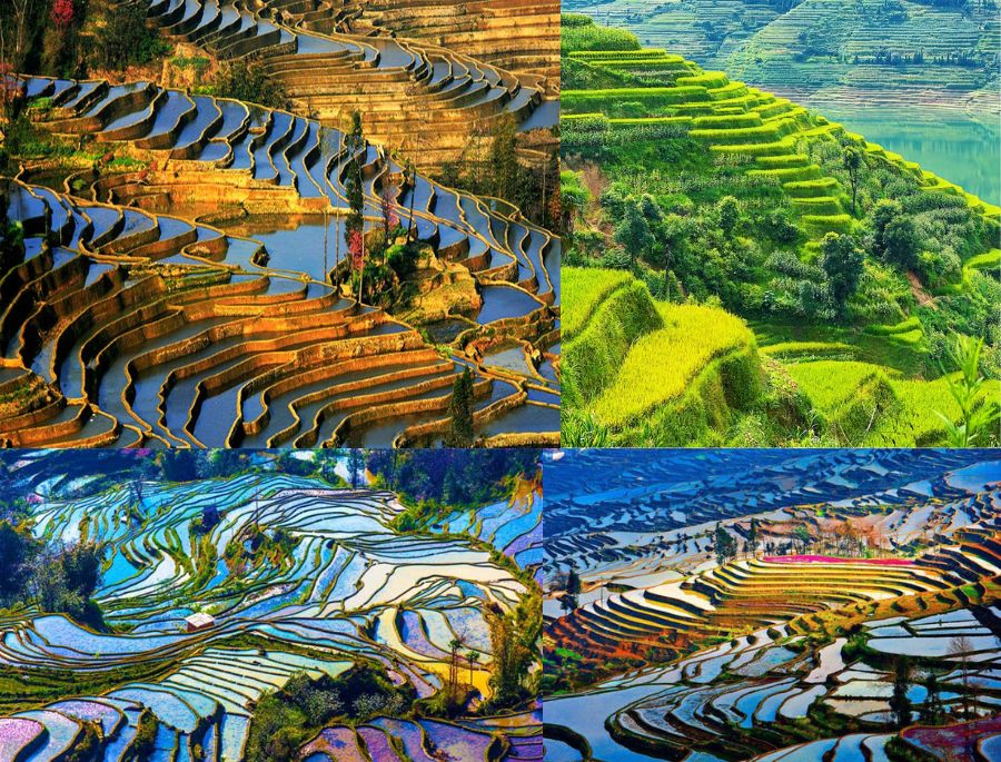 Ruộng bậc thang Nguyên Dương là một trong những ruộng bậc thang đẹp nhất thế giới