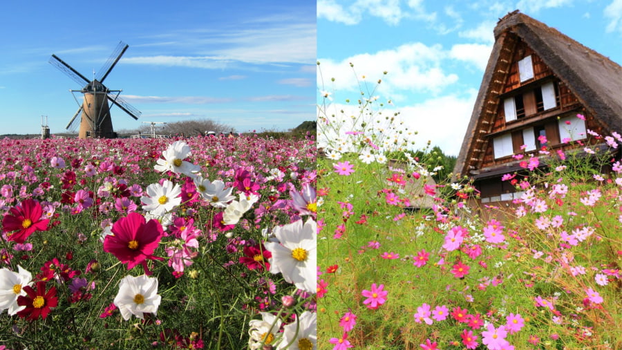 Công viên Sakura Furusato Hiroba ở tỉnh Chiba nổi tiếng với cối xay gió Hà Lan và cánh đồng hoa Cosmos rộng lớn
