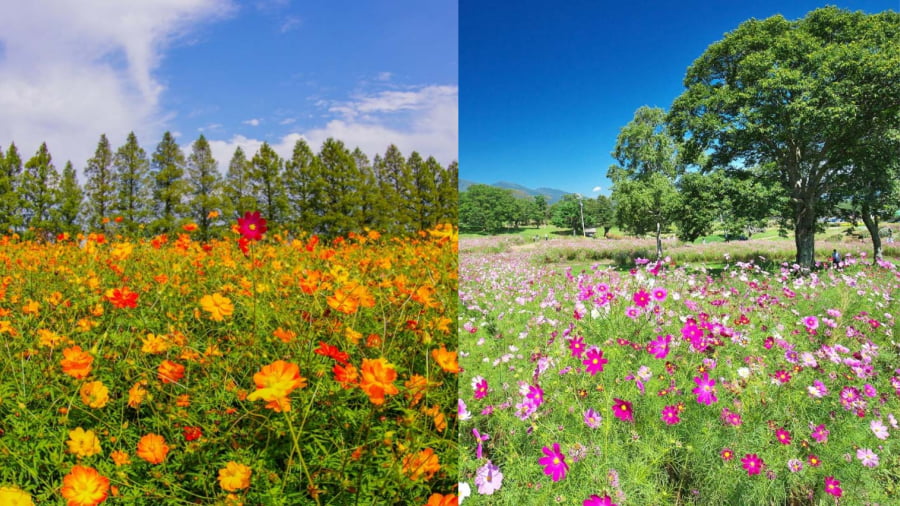 Cao nguyên Utsukushigahara là một trong những địa điểm có phong cảnh tuyệt đẹp ở tỉnh Nagano