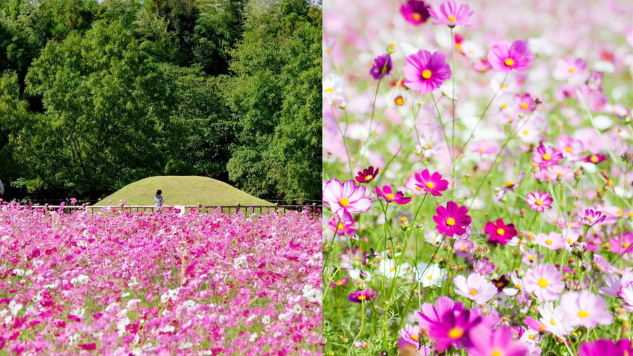 Công viên Showa Kinen là một trong những điểm ngắm hoa Cosmos nổi tiếng nhất