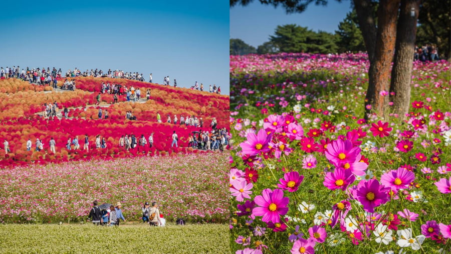 Nếu bạn là người yêu thích những cánh đồng hoa Cosmos bạt ngàn thì công viên ven biển Hitachi là điểm đến không thể bỏ qua
