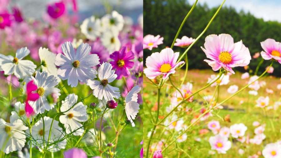 Công viên giải trí Grinpa mang đến một trải nghiệm ngắm hoa Cosmos độc đáo