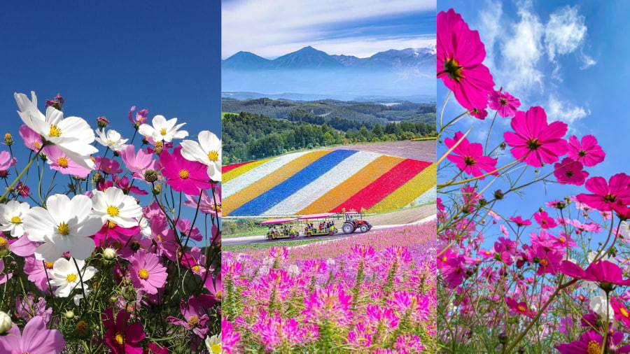 Làng hoa Shikisai no Oka là một trong những điểm đến nổi tiếng nhất của Nhật Bản, đặc biệt là vào mùa thu