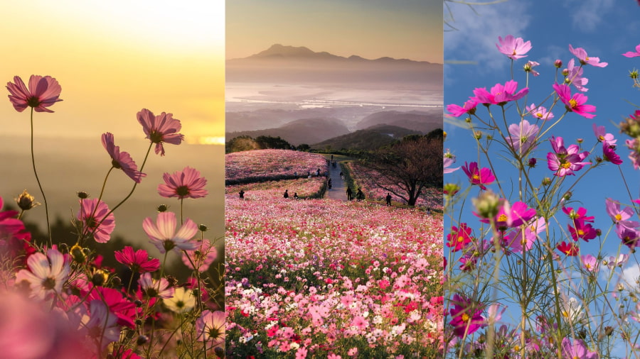 Cao nguyên Kirigamine ở tỉnh Nagano là một địa điểm ngắm hoa lý tưởng dành cho những ai yêu thích không gian bao la