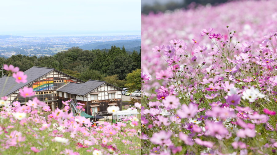Vào mùa thu, công viên Hanamiyama trở nên rực rỡ với cánh đồng hoa Cosmos đa sắc màu