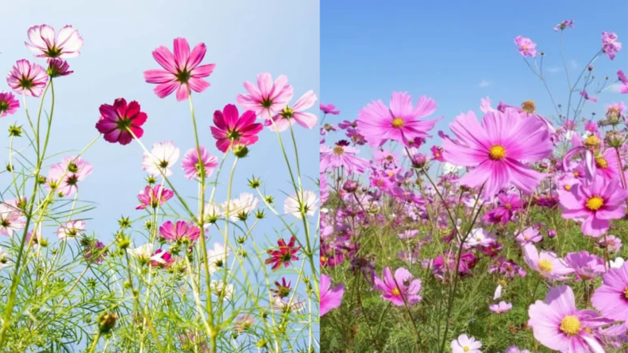Nếu bạn đang ở Osaka và muốn tìm một nơi để ngắm hoa Cosmos thì Công viên Bách thảo Osaka là lựa chọn hoàn hảo