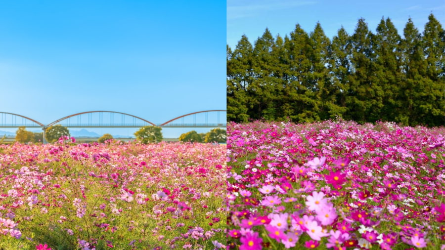 Làng hoa Tamba Sasayama là một địa điểm lý tưởng để bạn tận hưởng vẻ đẹp của hoa Cosmos trong không gian yên bình
