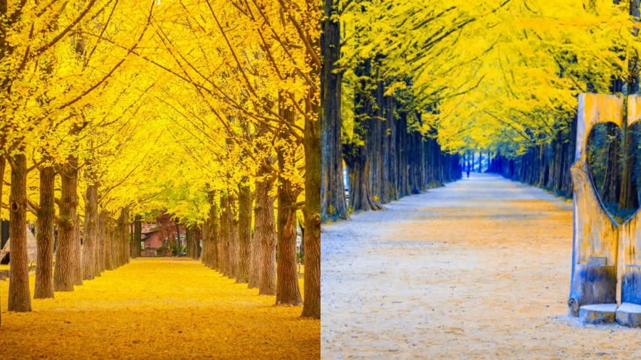 Con đường ngân hạnh vàng rực rỡ là địa điểm sống ảo Nami tuyệt đẹp dành cho bạn