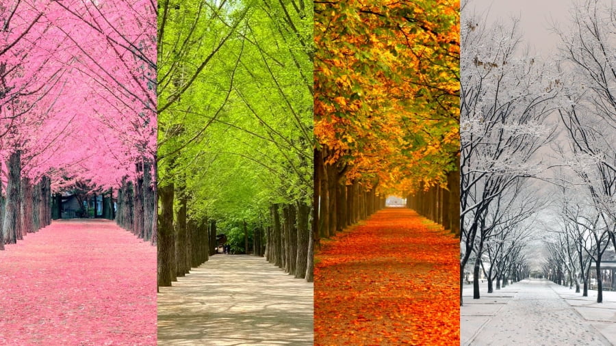 Mỗi mùa, Nami lại đẹp theo một cách khác nhau khiến du khách say mê và thích thú