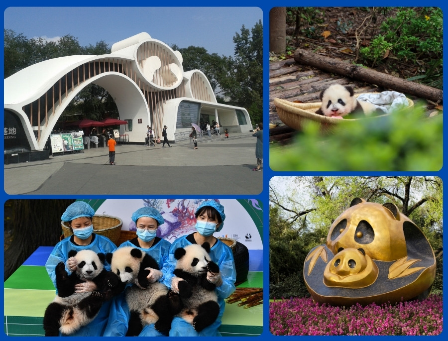 Cơ sở nghiên cứu gấu trúc khổng lồ Thành Đô là địa điểm được đông đảo khách du lịch yêu thích