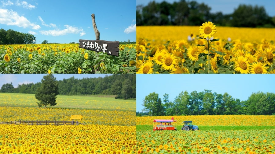 Những cánh đồng hoa hướng dương rực rỡ tại Hokkaido Nhật Bản