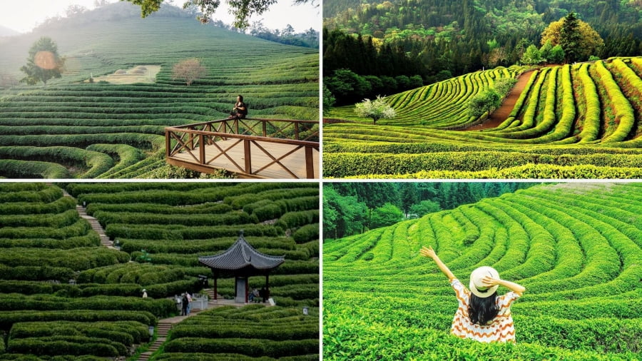 Lễ hội Sen Buyeo Seodong - Nơi mà bạn có thể ngắm nhìn hàng ngàn bông sen nở rộ tuyệt đẹp và tham gia các hoạt động văn hóa truyền thống