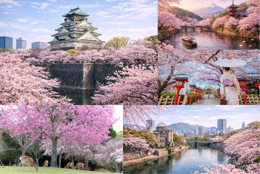 Khung cảnh mùa hoa anh đào nở rộ tại các địa điểm nổi tiếng của Nhật Bản