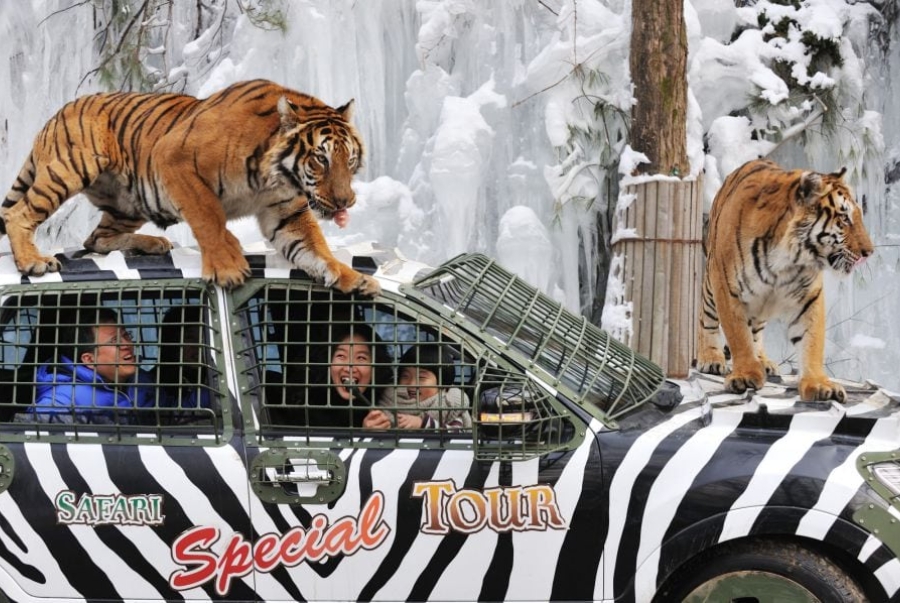 Khu vườn thú ZooTopia là một trong những khu vực hấp dẫn du khách nhất tại Everland