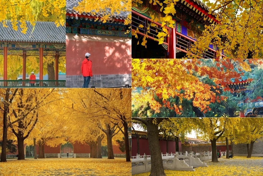 Không gian cổ kính hòa cùng sắc vàng ngân hạnh khiến Trung Sơn càng thêm rực rỡ mỗi độ thu sang