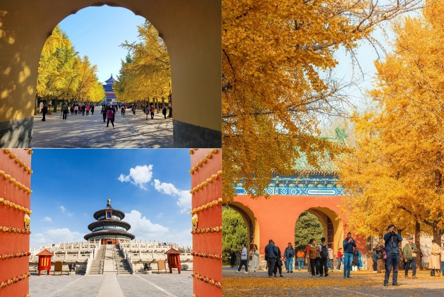 Thiên Đàn mùa thu mang vẻ đẹp cổ kính xen lẫn lãng mạn giữa lòng thủ đô Bắc Kinh