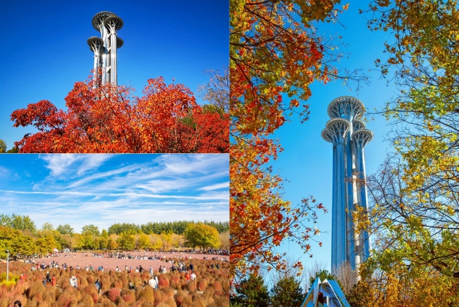 Rừng Olympic thu hút du khách bởi không gian rộng lớn và cảnh sắc thu rực vàng đỏ