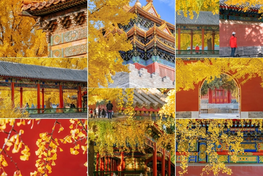 Khung cảnh mùa thu rực rỡ tại công viên Trung Sơn làm xao xuyến nhiều du khách