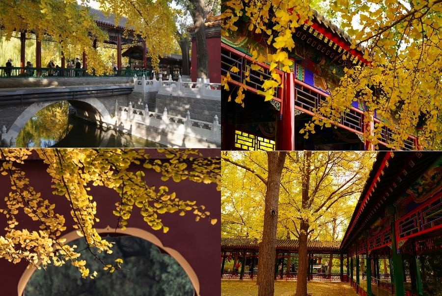 Công viên Trung Sơn phản chiếu bề dày lịch sử cùng khung cảnh mùa thu vàng rực