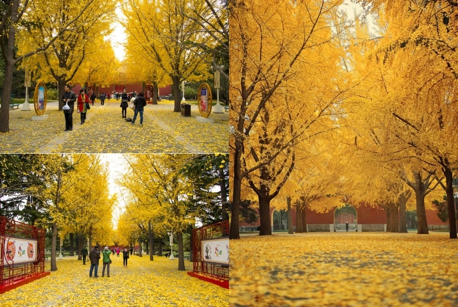 Hàng cây ngân hạnh mùa thu khoác lên mình một màu vàng  tạo khung cảnh nên thơ ở công viên Trung Sơn