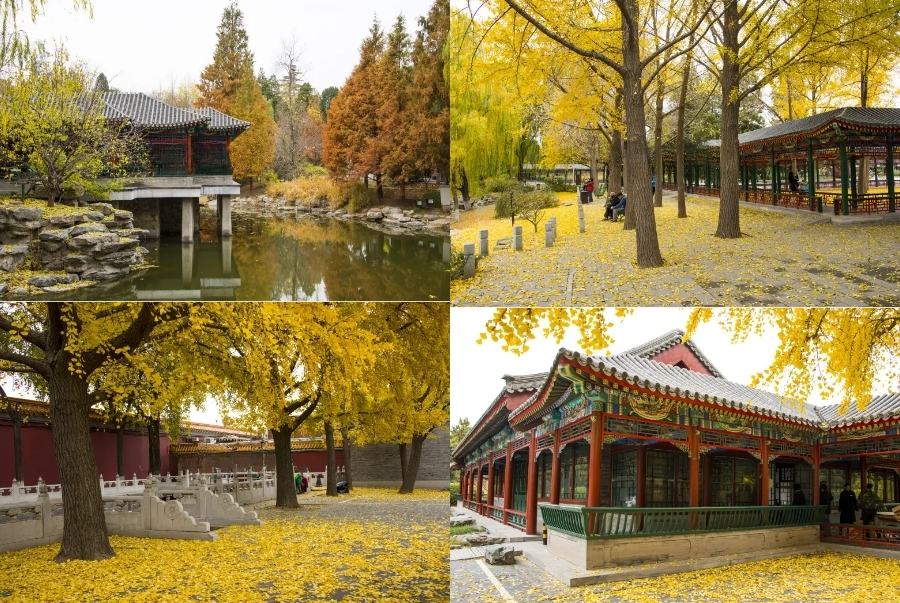 Công viên Trung Sơn vào thu với sắc vàng ngân hạnh xen lẫn lá phong đỏ