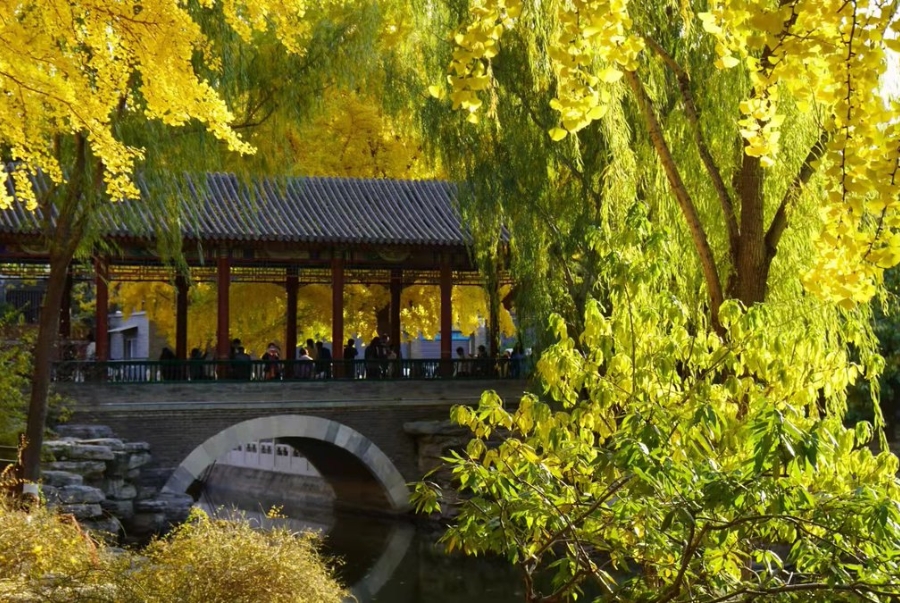 Một góc check-in được du khách yêu thích mỗi dịp thu về tại công viên Trung Sơn