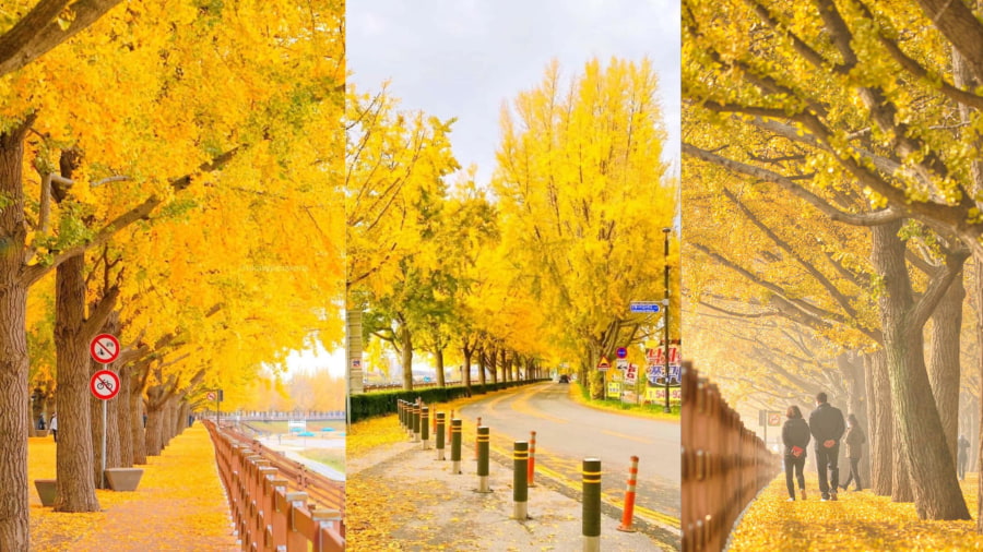 Đường cây ngân hạnh Asan - Con đường vàng lấp lánh ít người biết