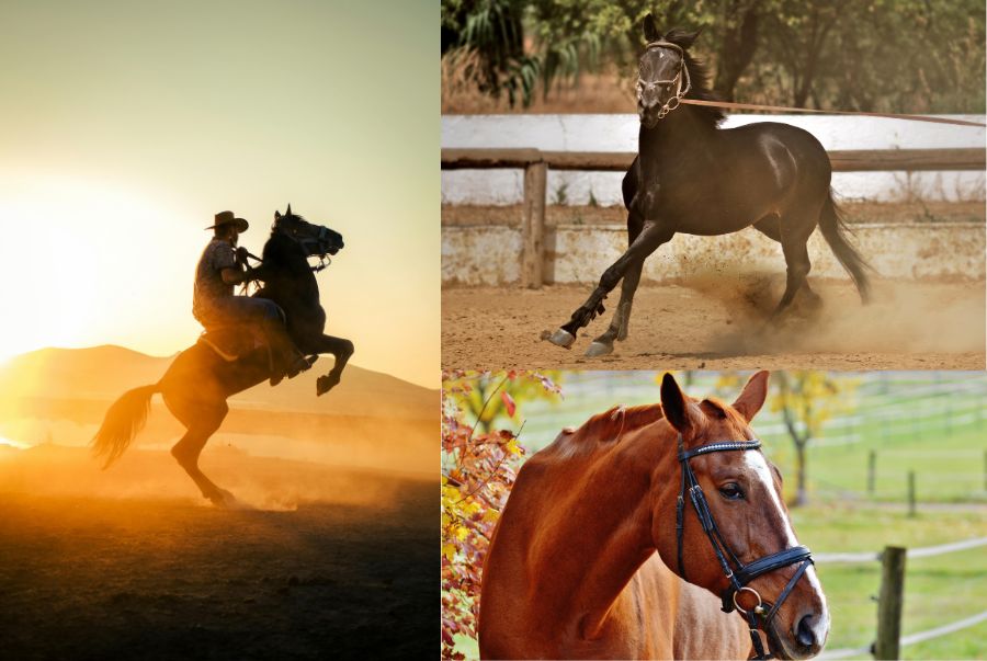 Những chú ngựa khỏe sẽ là yếu tố quan trọng quyết định đến hoạt động cưỡi ngựa của du khách