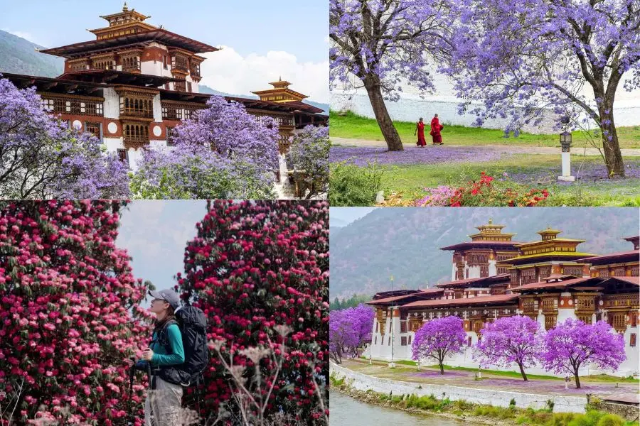 Sắc hoa mùa xuân nở rực rỡ, bao phủ khắp các thung lũng và sườn núi của Bhutan 