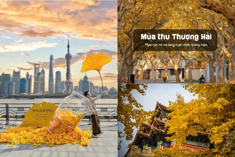 Toàn cảnh Thượng Hải nhuộm màu vàng của những hàng cây đổi màu