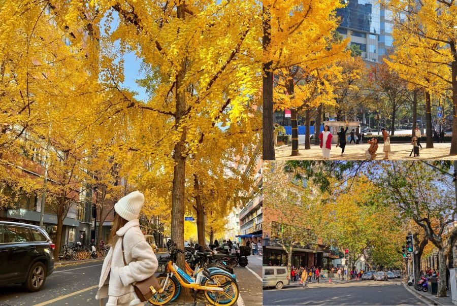 Thời tiết Thượng Hải mùa thu đặc trưng bởi khí hậu ôn hòa, khô ráo và trong lành