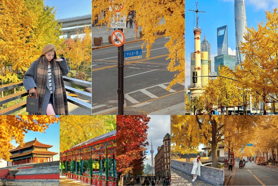 Một số các hình ảnh về sự rực rỡ của Thượng Hải vào mùa thu