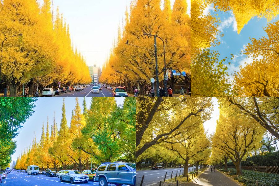 Đại lộ Icho Namiki là một trong những con đường đẹp nhất ở Tokyo vào mùa thu