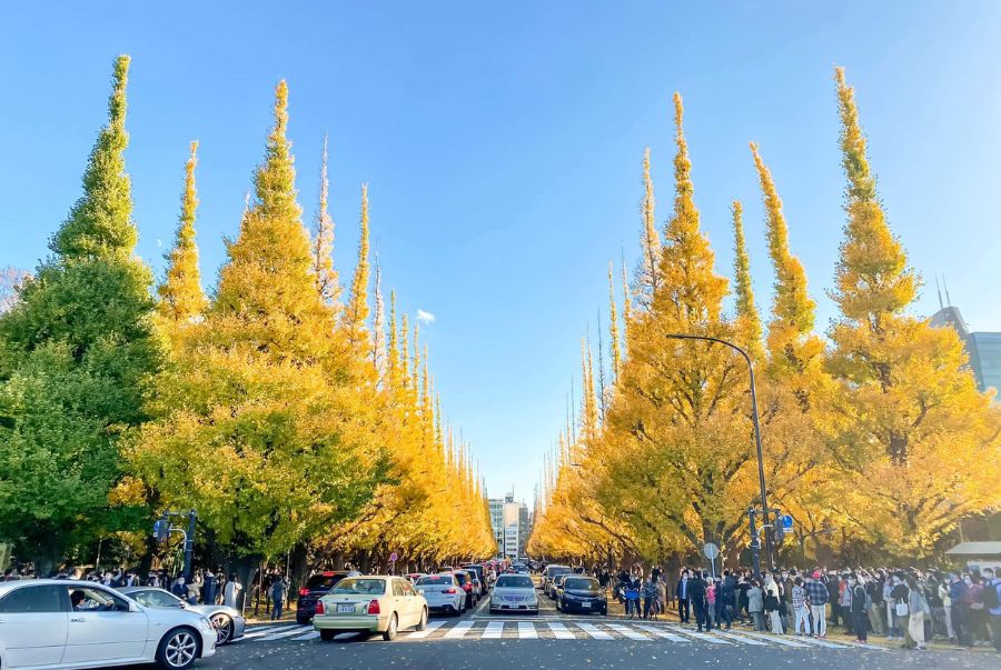 Có rất nhiều người tới tham quan và checkin tại Đại lộ Icho Namiki