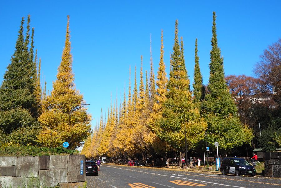Đại lộ Icho Namiki được xem như một "biểu tượng sống" của Tokyo mỗi khi mùa thu tới