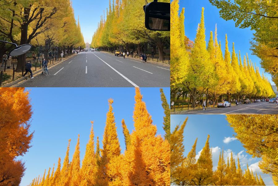 Khung cảnh lá vàng rực rỡ tại Đại lộ Icho Namiki