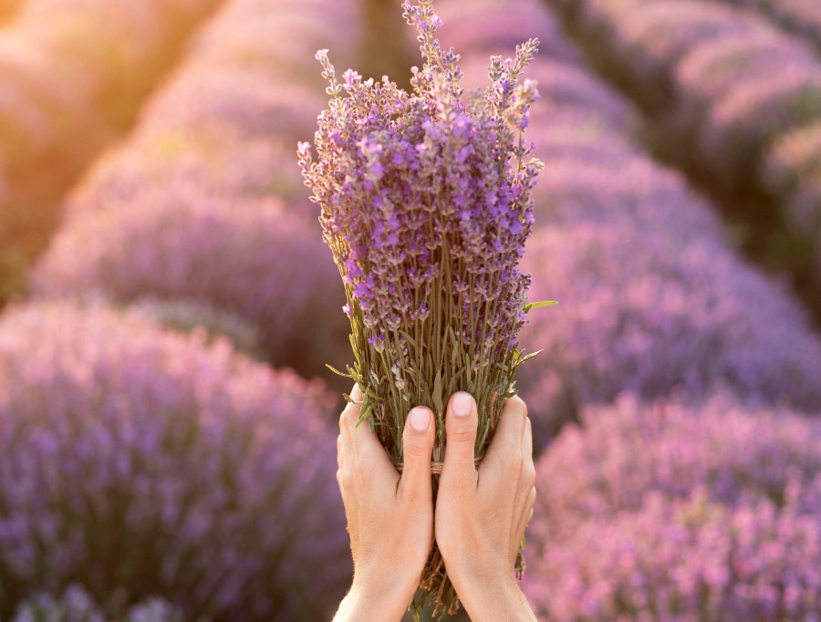 Những bó hoa oải hương mộng mơ được nhiều du khách yêu thích