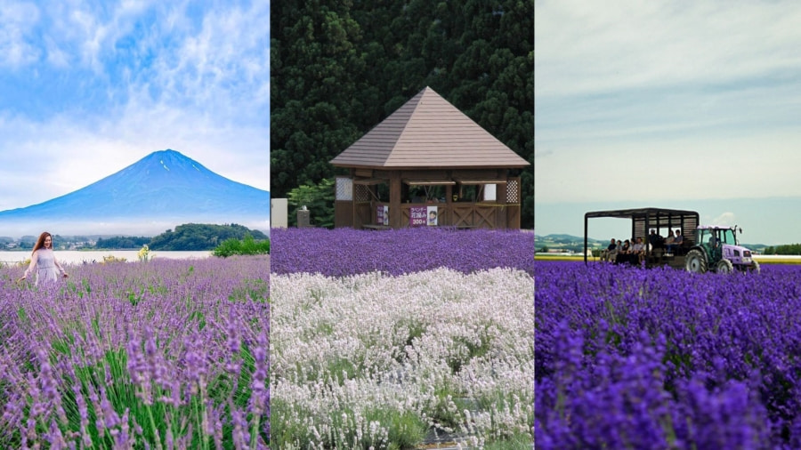 Tháng 7 là thời điểm vàng để chiêm ngưỡng hoa mùa lavender Nhật Bản