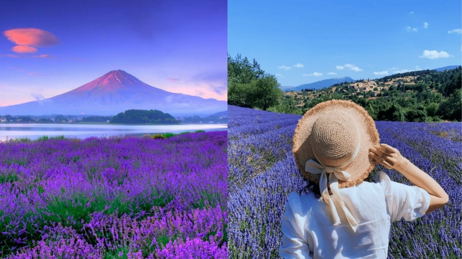 Mùa lavender Nhật Bản mang đến vẻ đẹp lãng mạn và hương thơm dịu nhẹ lan tỏa khắp không gian