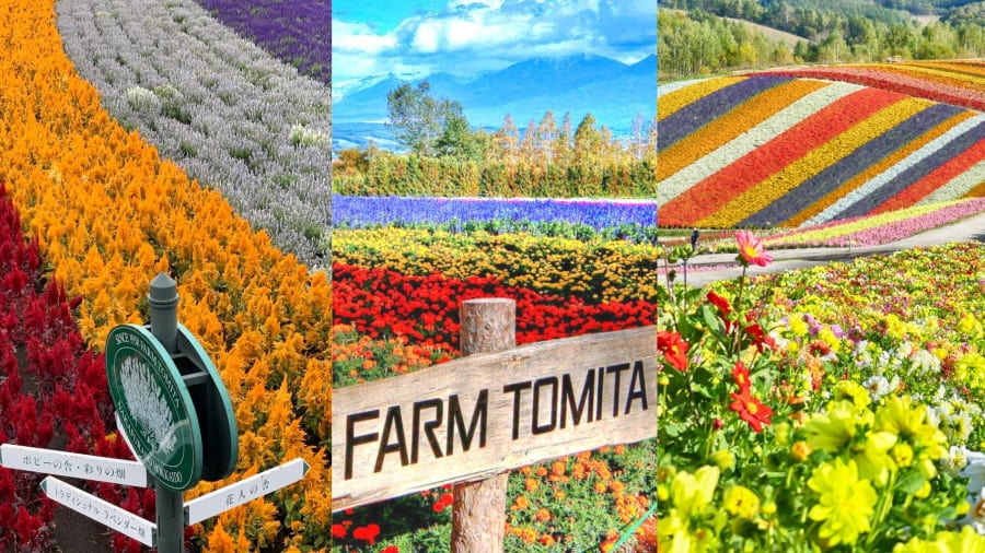 Farm Tomita được mệnh danh là địa điểm ngắm hoa oải hương Nhật Bản không thể bỏ qua cho bất kỳ ai yêu hoa