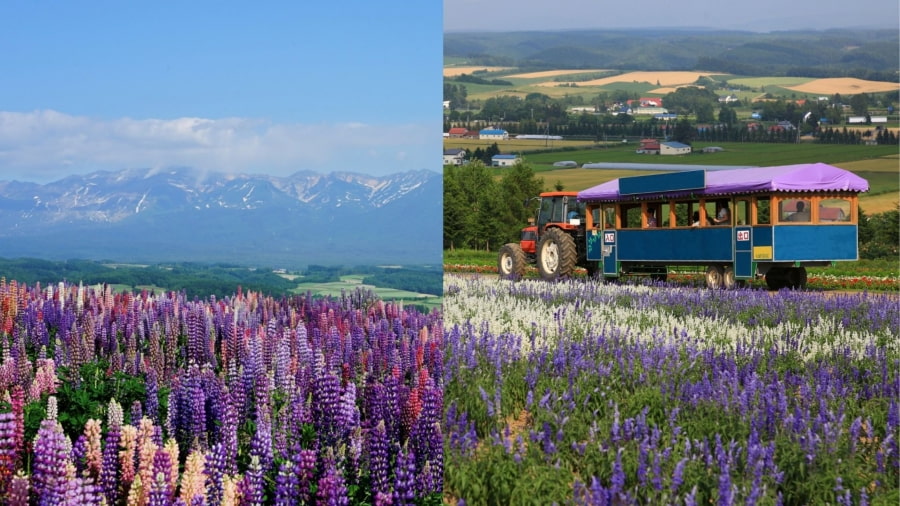 Flowerland Kamifurano là một điểm đến tuyệt vời khác ở Furano, nổi bật với những cánh đồng hoa rộng lớn và đầy sắc màu