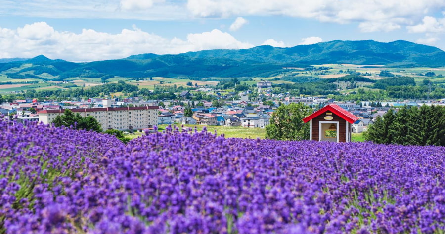 Highland Furano là một khu nghỉ dưỡng độc đáo để bạn có thể tận hưởng vẻ đẹp của hoa Lavender