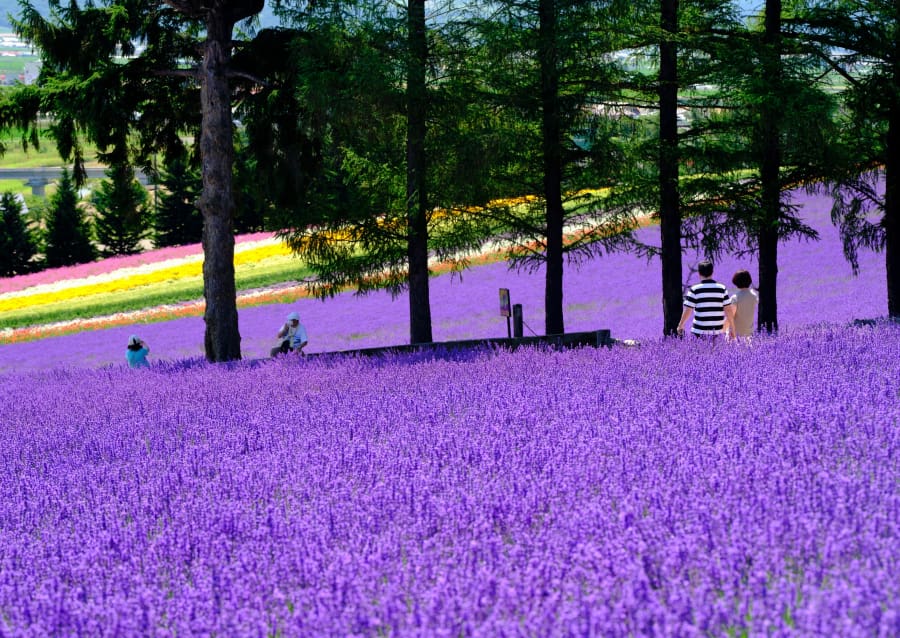 Những cánh đồng hoa oải hương Nhật Bản rực rỡ khiến du khách say mê thích thú