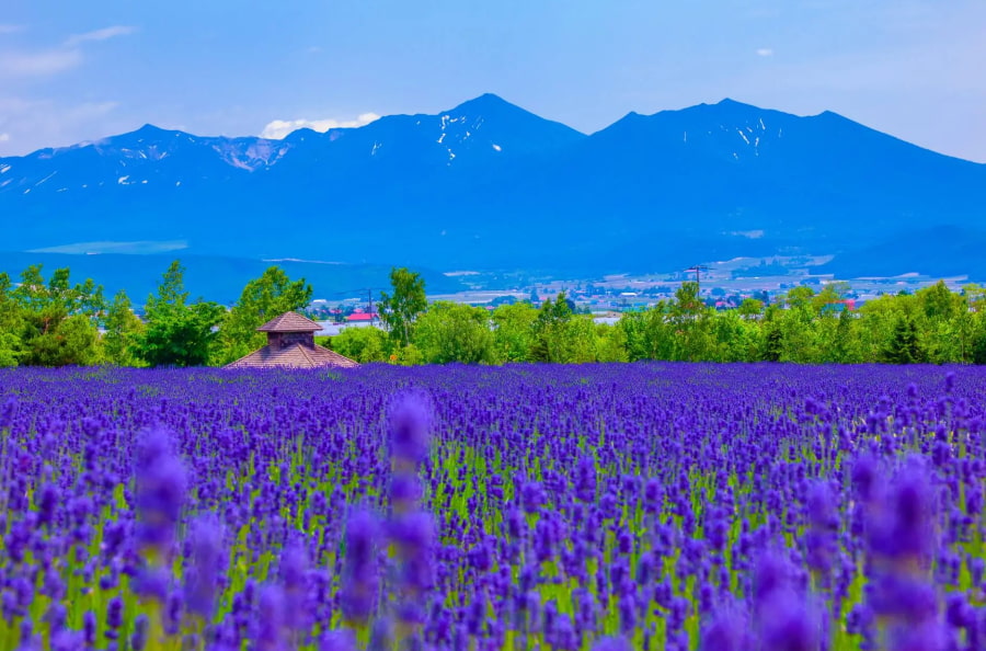 Những cánh đồng hoa oải hương mang đến một góc nhìn độc đáo và ấn tượng về những bông hoa tím mộng mơ đầy quyến rũ