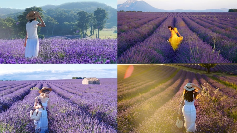 ‘Sống ảo’ là một trải nghiệm thú vị khi đi du lịch Nhật Bản mùa hoa oải hương